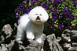 BICHON FRISE 523